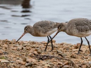 Black-tailed Godwit