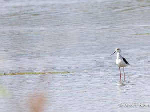 Black-winged Stilt