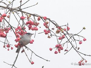 Blackcap