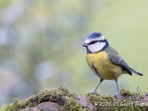 Blue Tit