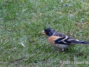 Brambling