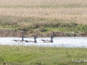 Brent Goose