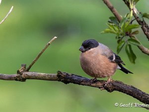 Bullfinch