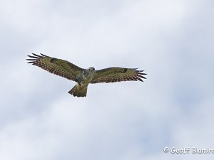 Buzzard