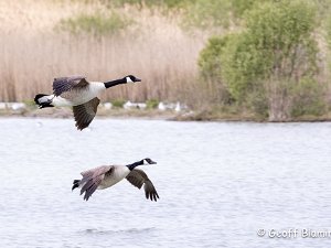 Canada Goose