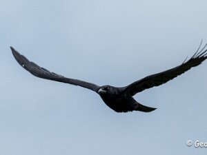 Carrion Crow