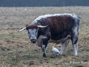 Cattle Egret