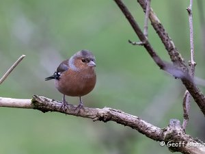 Chaffinch