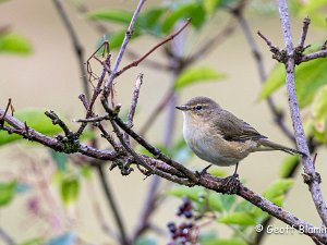 Chiffchaff