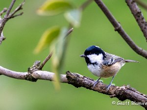 Coal Tit