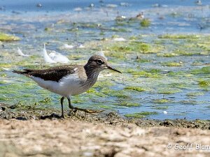 Common Sandpiper