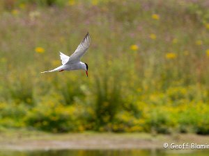 Common Tern