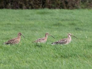 Curlew