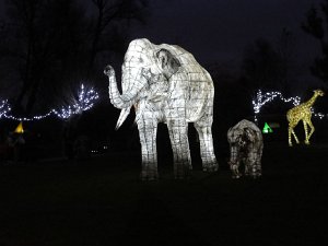 Lantern Parade Chester Zoo