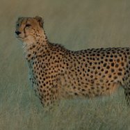 Cheetah