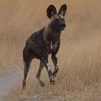 Painted Dog