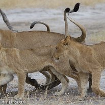 Lioness and cubs