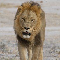 Male Lion