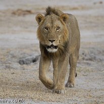 Male Lion cub