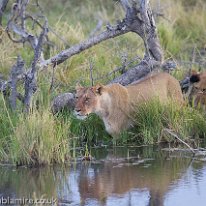 Lioness and cubs