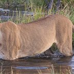 Lioness and cubs