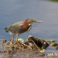 Green Heron