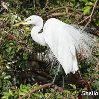 Great Egret