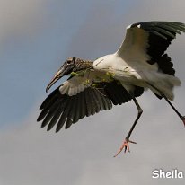 Wood Stork