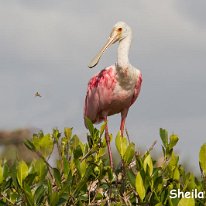 Roseate Spoonbill