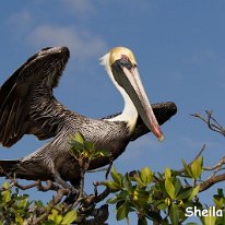 Brown Pelican