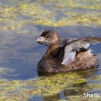 Horned Grebe