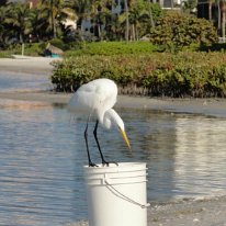 Great Egret