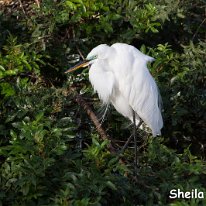 Great Egret