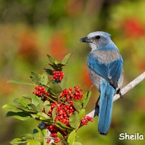 Florida Scrub Jay