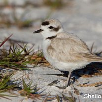 SNowy Plover