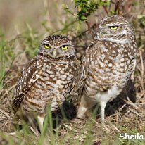 Burrowing Owls