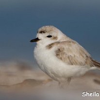 SNowy Plover