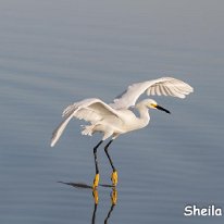 Little Egret