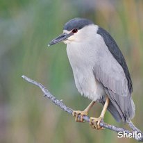 Black-crowned Nightheron