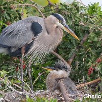 Great Blue Heron