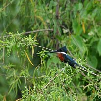 Amazonian Kingfisher