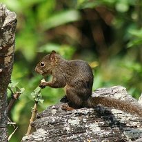 Amazonian Squirrel