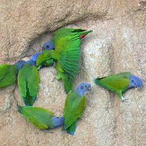 Blue-headed Parrots