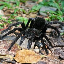 Black Tarantula