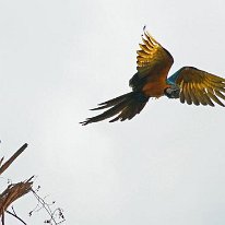 Blue and Yellow Macaw