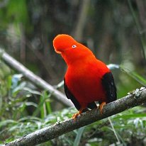 Cock of the Rock