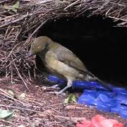 Vogelkop Bowerbird