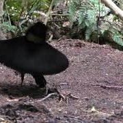 Western Parotia