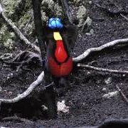 Wilson's Bird of Paradise