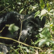 Lowland Gorilla Kahuzi-Beiga National Park, Zaire